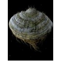 Samorost 2 Steam Key GLOBAL